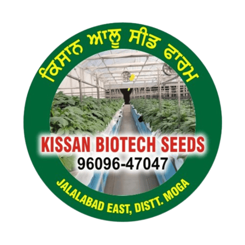 Kissan%20Potato%20Seed%20Farm