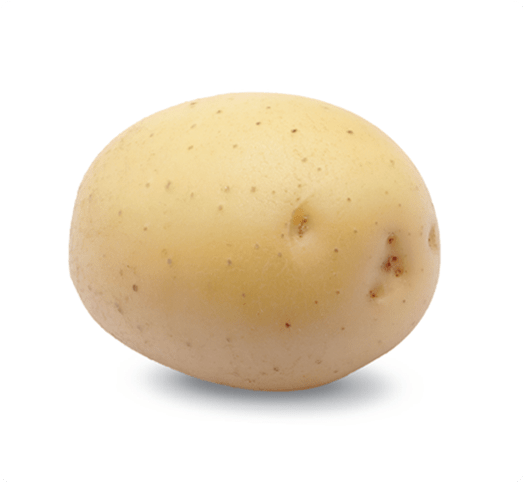Kissan%20Potato%20Seed%20Farm