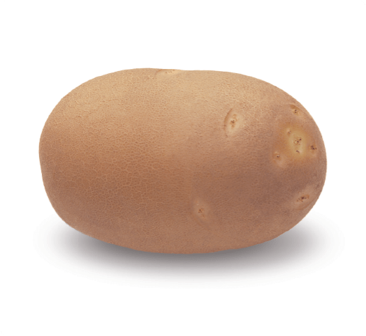 Kissan%20Potato%20Seed%20Farm