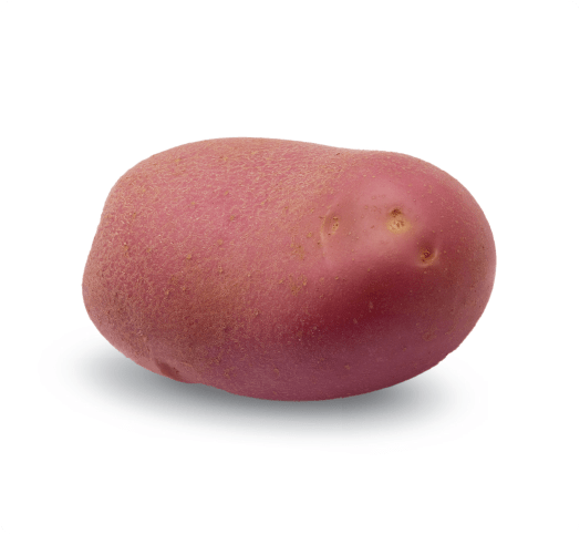 Kissan%20Potato%20Seed%20Farm