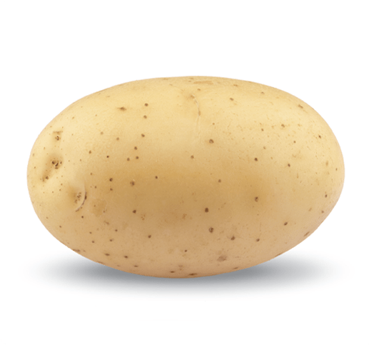 Kissan%20Potato%20Seed%20Farm