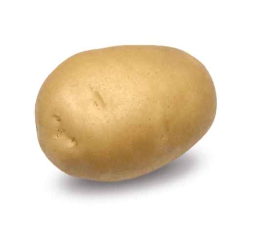 Kissan%20Potato%20Seed%20Farm